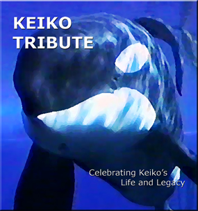 KEIKO TRIBUTE DVD Cover