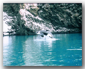 Keiko arching out of water